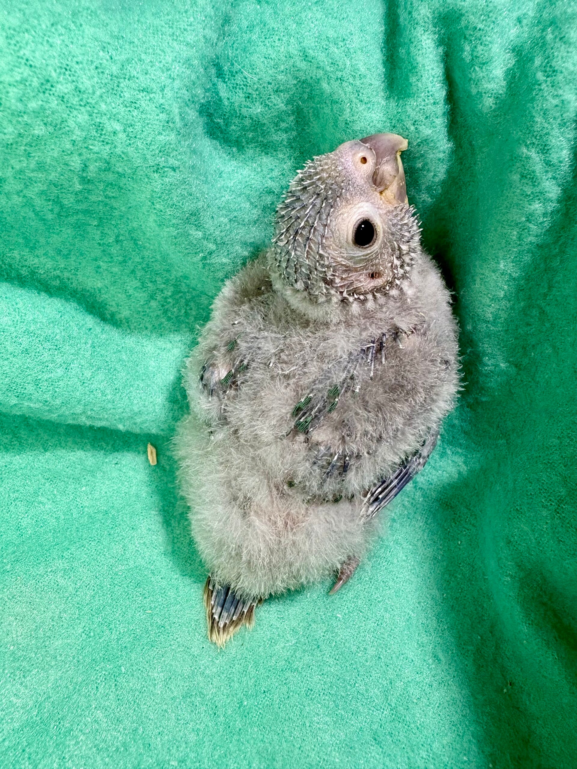 Conure de molinae ( Pyrrhura) 047