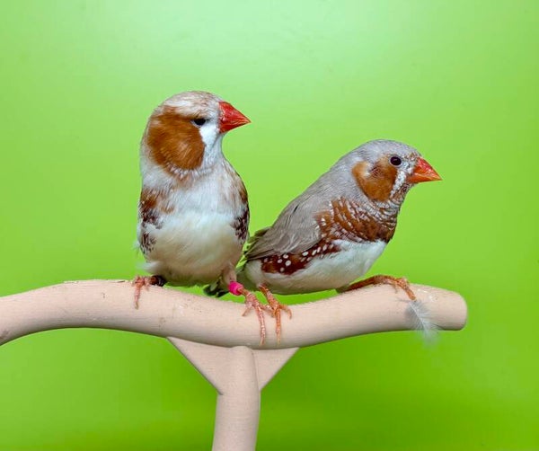 Couple de mandarins