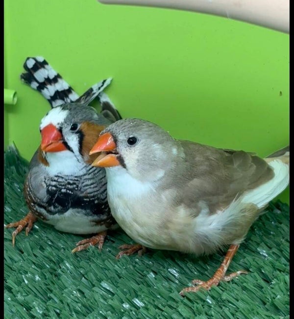 Couple de mandarins
