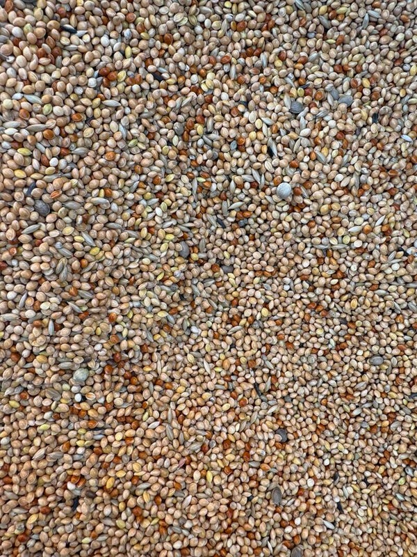 Graines pour canaris exotiques en Vrac 1kg