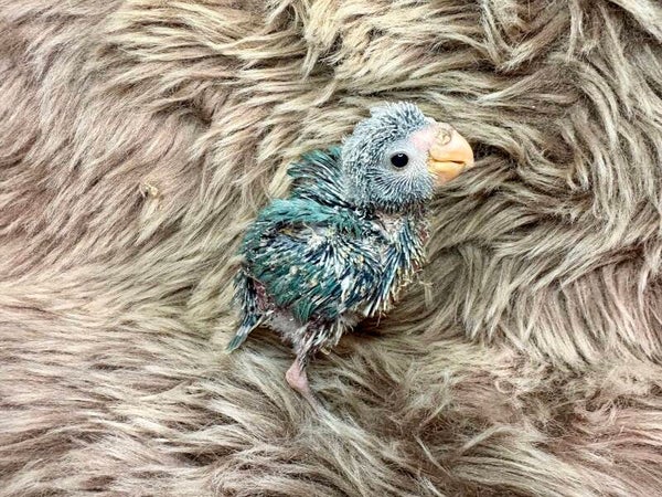 Kakariki R10+ kit aliments