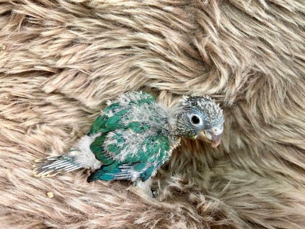 Conure de molinae (Pyrrhura) 048 + kit aliments