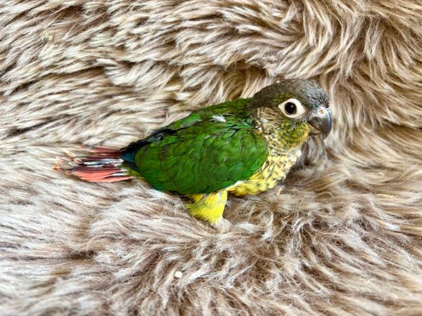 Conure de molinae ( Pyrrhura) B7 + Kit aliments
