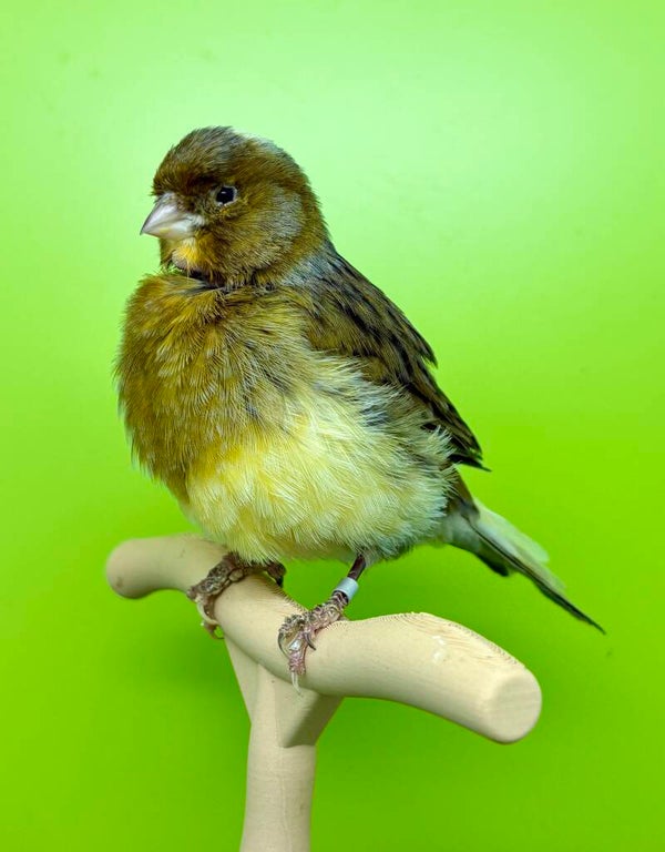 Canaris mâle**
