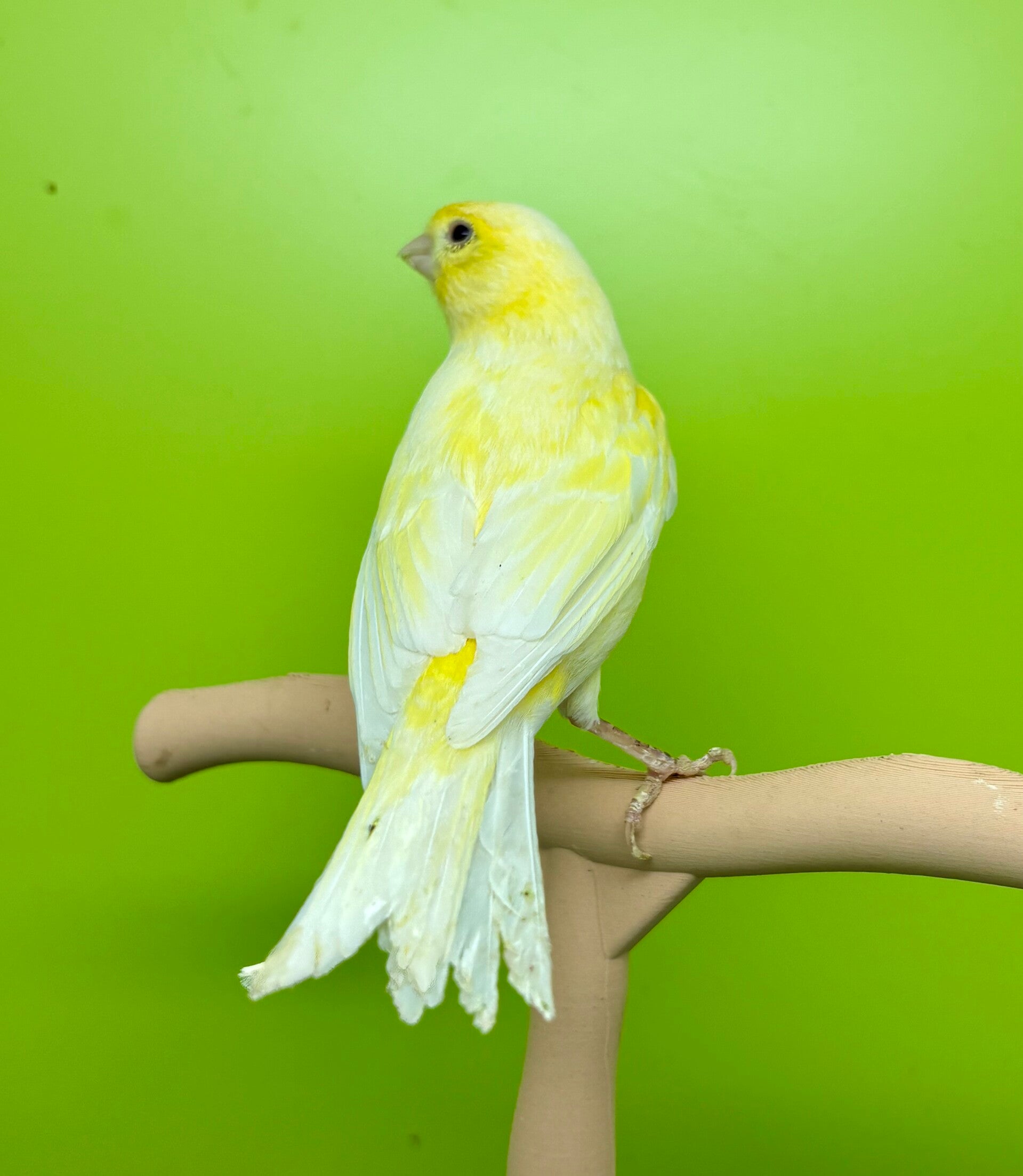 Canaris femelle **