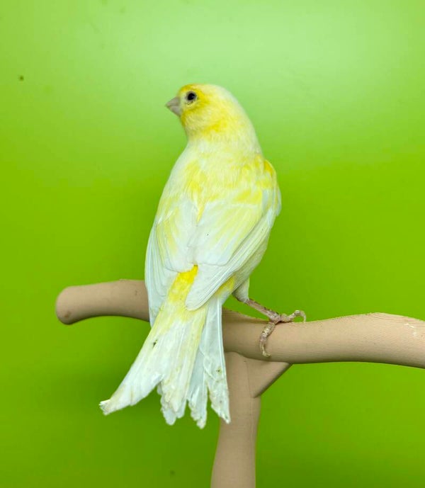 Canaris femelle **