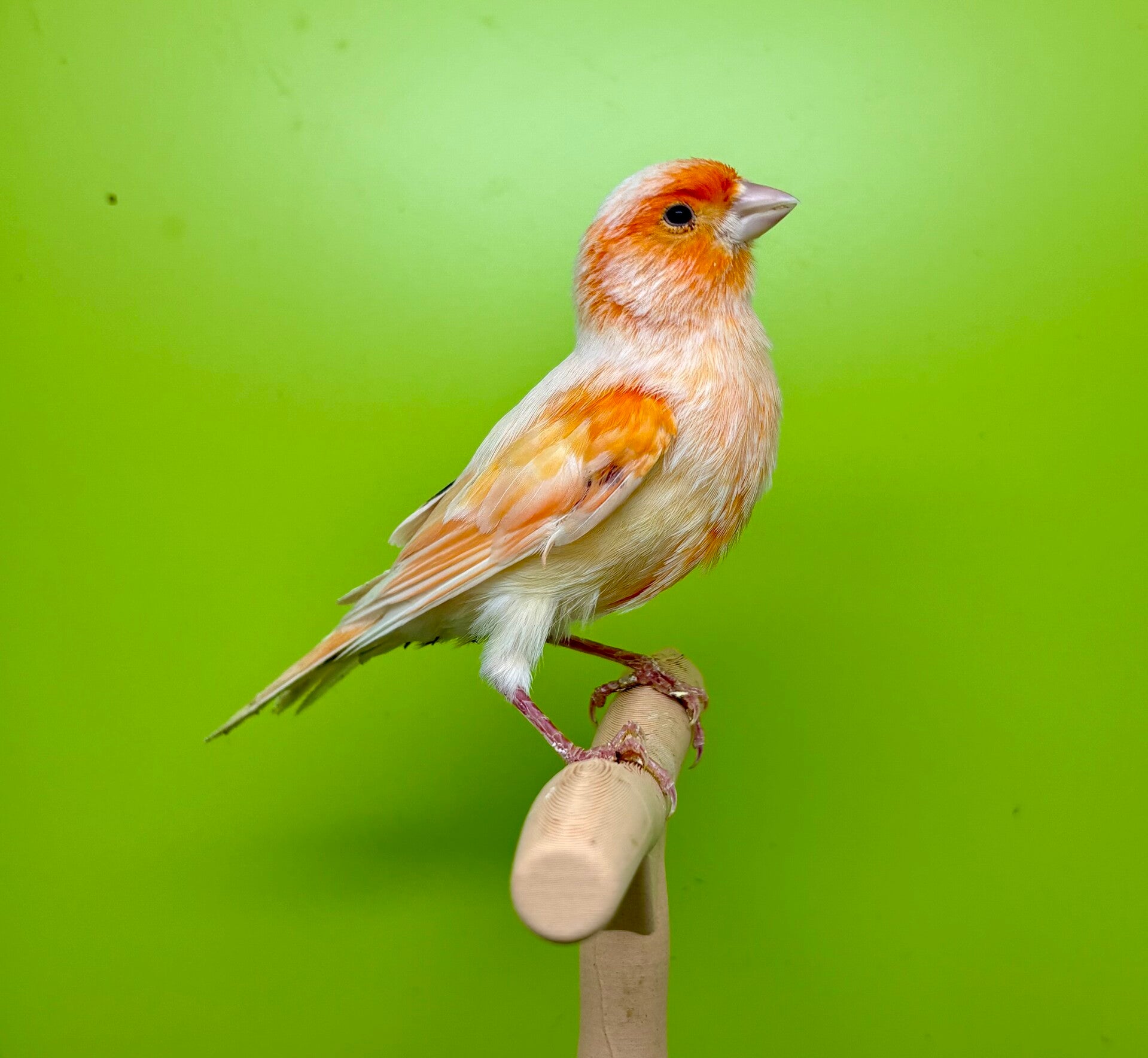 Canaris mâle**