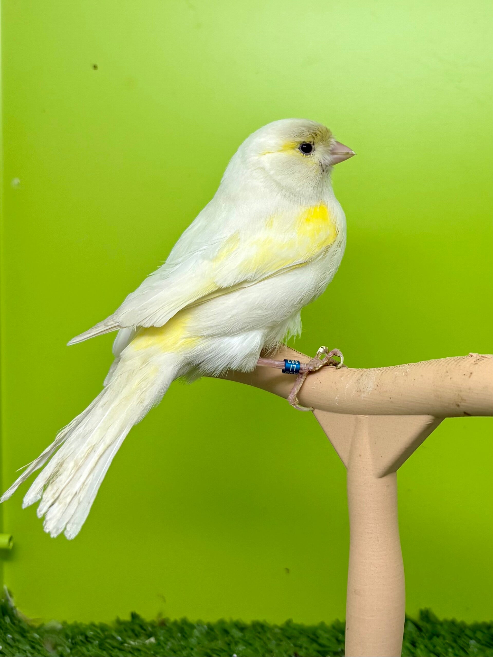 Canaris femelle **