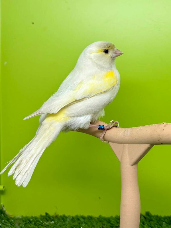 Canaris femelle **
