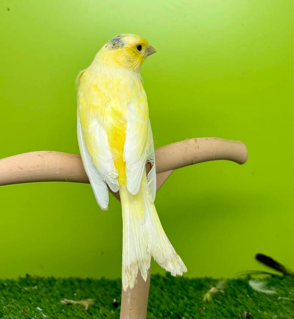 Canaris femelle**