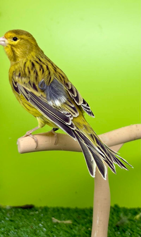 Canaris mâle**