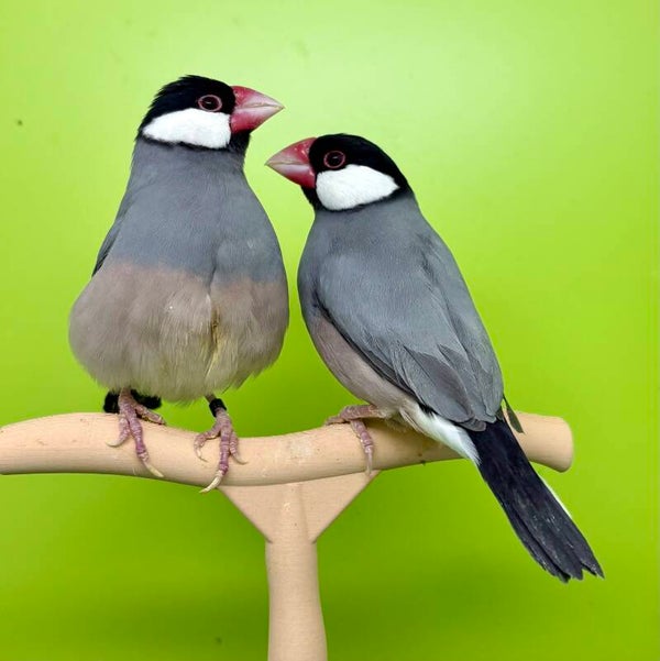 Couple de PADDA