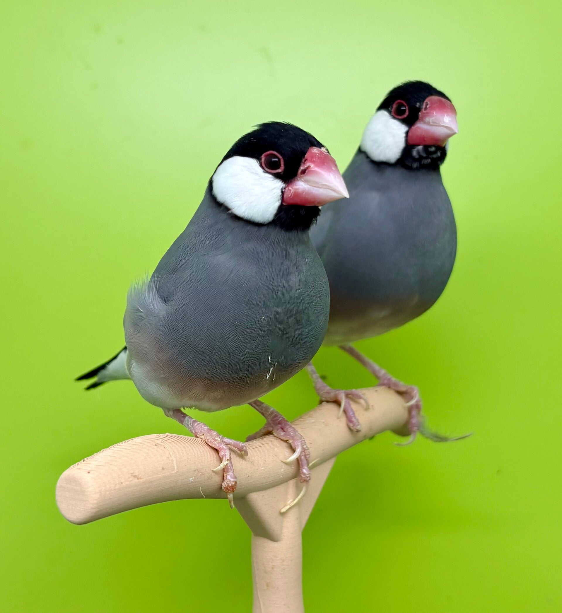 Couple** de padda