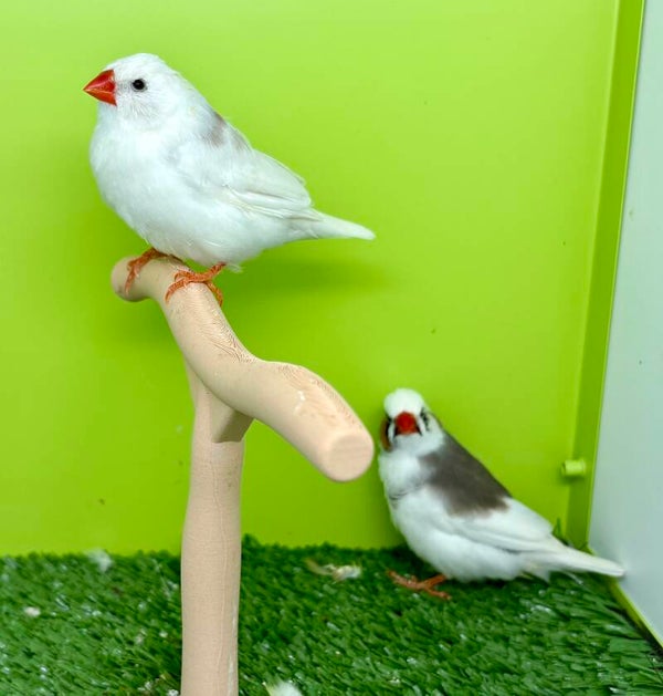 Couple** mandarins