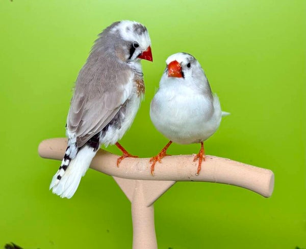 Couple de mandarins