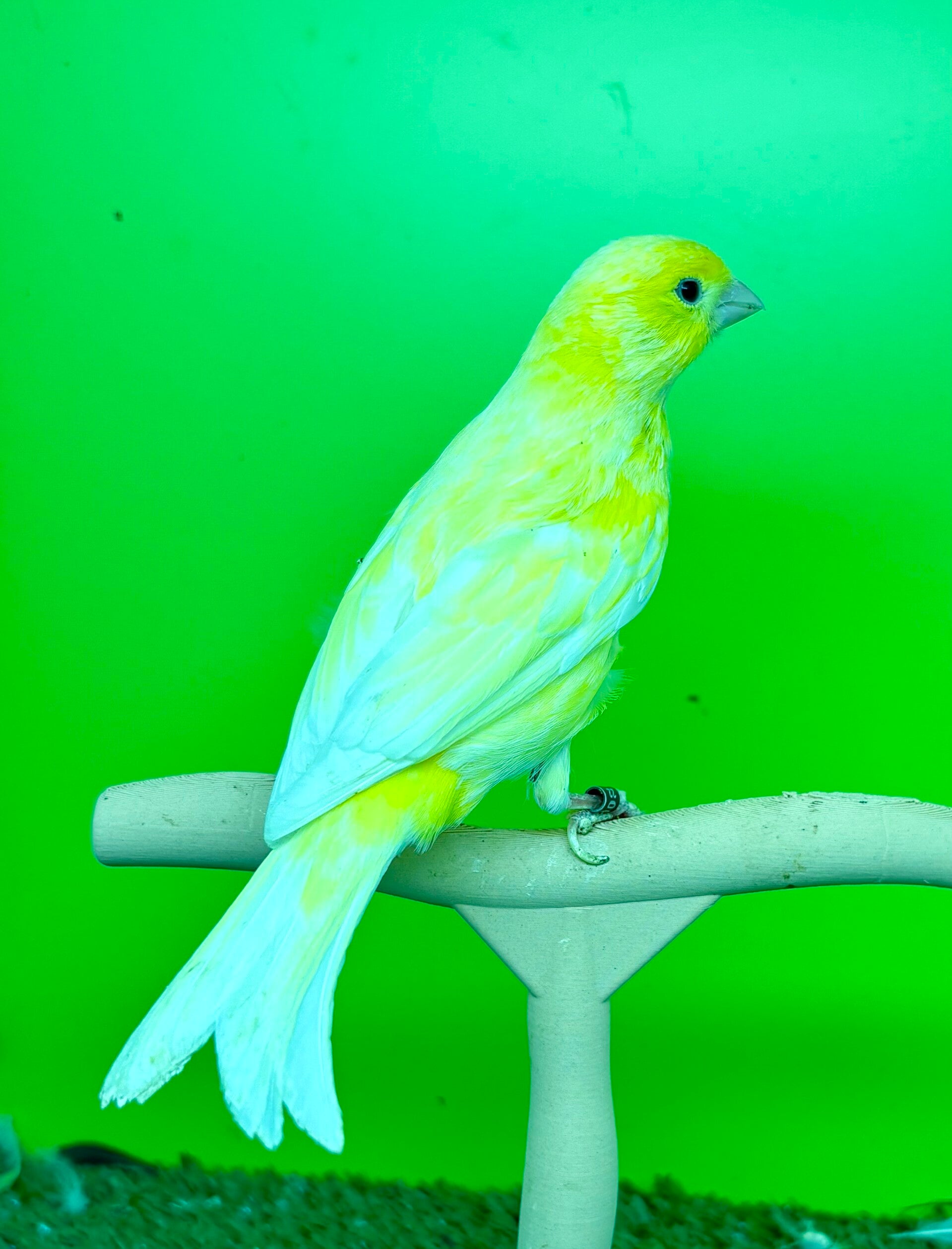 Canaris mâle **