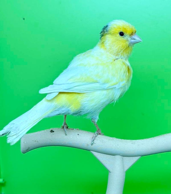 Canaris mâle**