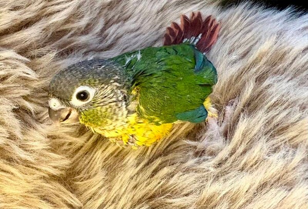 Conure de molinae FEMELLE ( Pyrrhura) 049 + kit aliments