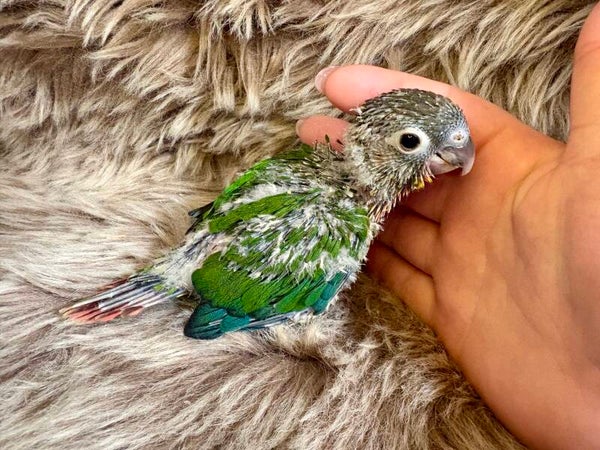 Conure de molinae(045) + kit d’aliments