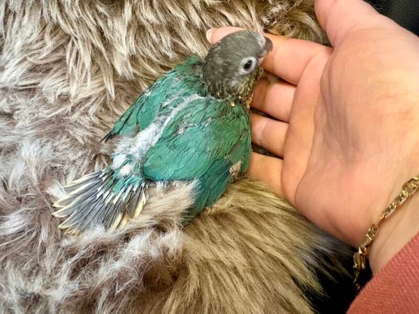 Conure de molinae (Pyrrhura) Mâle 048 + kit aliments