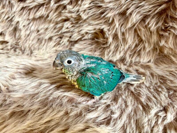 Conure de molinae Mâle ( Pyrrhura) 047 + kit aliments