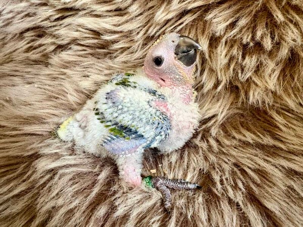 Conure soleil ( 0002) + kit d’aliments