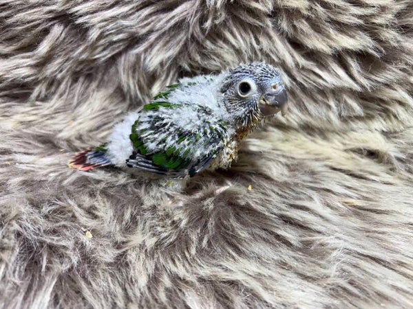 Conure de molinae ( 046) + kit d’aliments