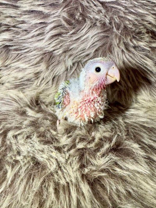 Conure de molinae ( 003) + kit d’aliments