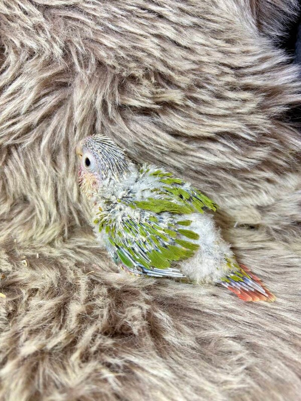 Conure de molinae ( 002) + kit d’aliments