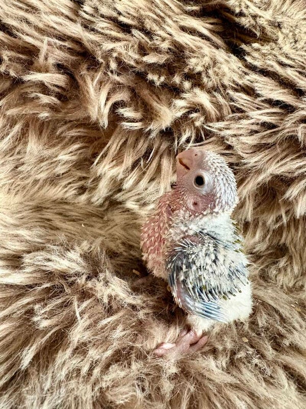 Conure de molinae ( 004) + kit d’aliments