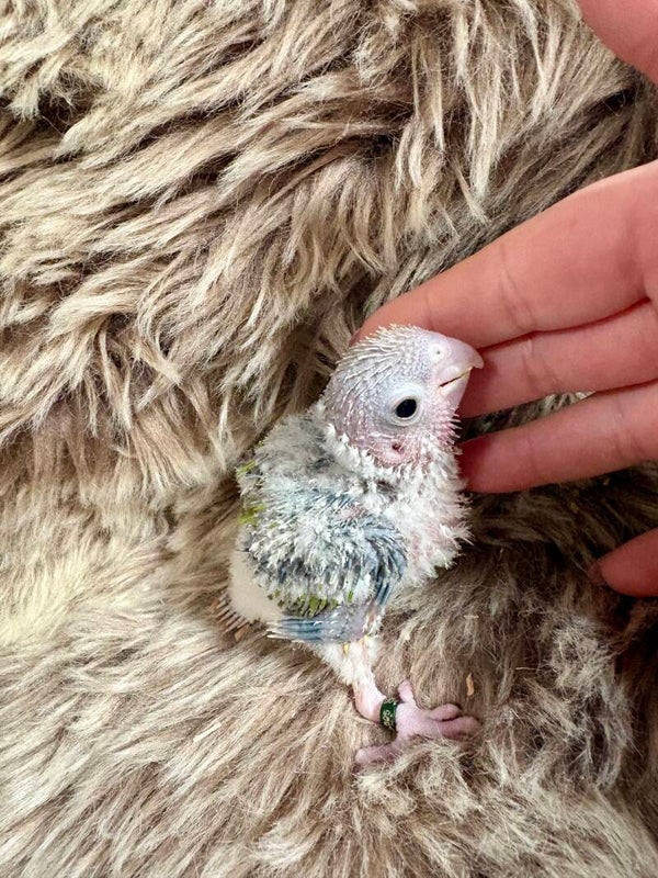 Conure de molinae ( 005) + kit d’aliments