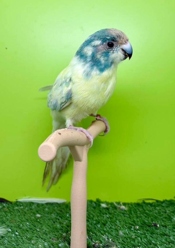 Couple* de Kakarikis