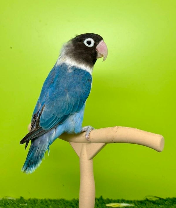 Inséparable femelle ( testée adn)