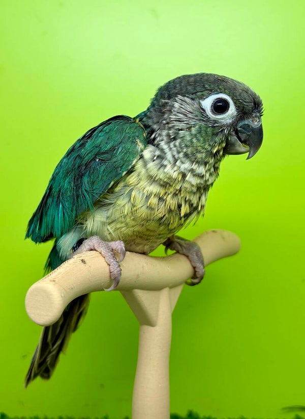 Conure de molinae Mâle ( Pyrrhura) 047 + kit aliments