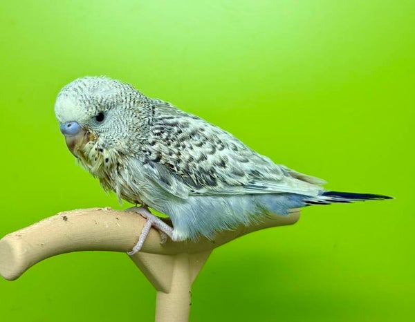 Perruche ondulée (v2)