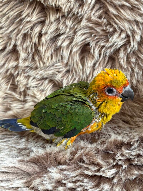 Conure soleil EAM mâle (0001) + kit d’aliments