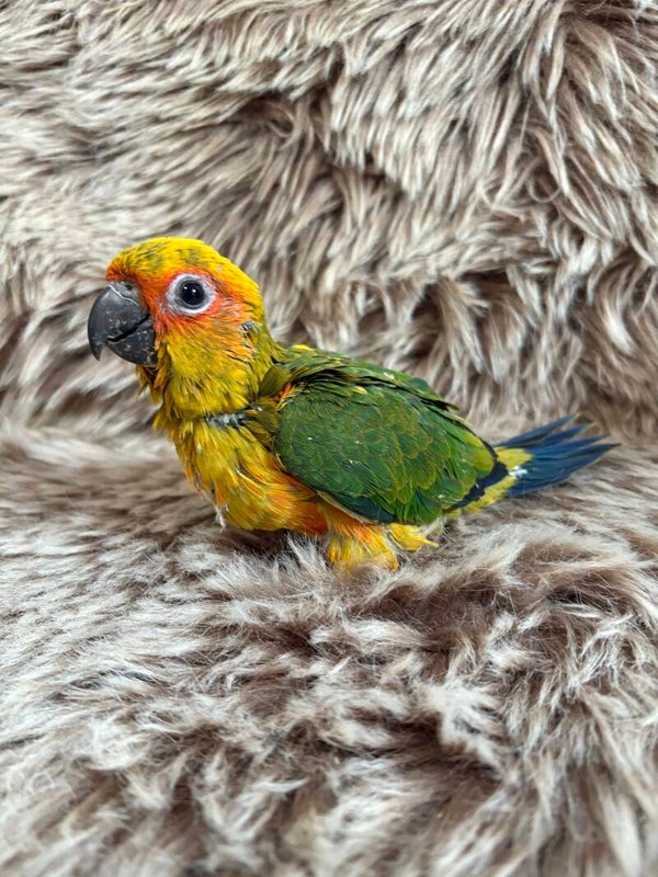 Conure soleil EAM mâle ( 0002) + kit d’aliments
