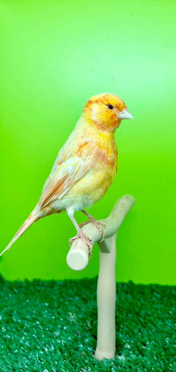 Couple Canaris