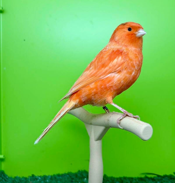 Canaris mâle**(042)