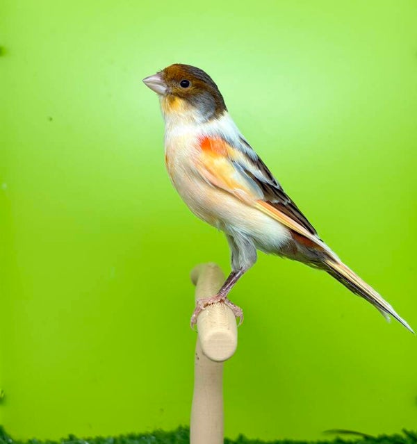 Canaris mâle ** (sb)