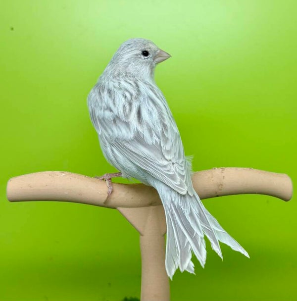 Canaris mâle ** (SB)