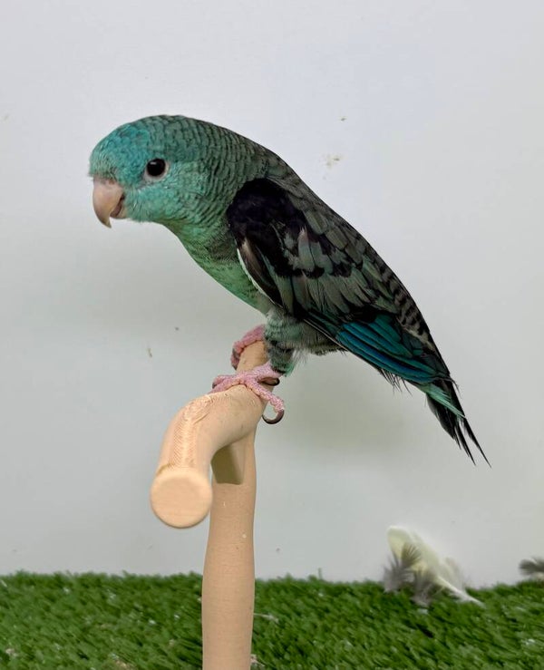Touies Catherine ( Bolborhynchus lineola ) Couple reproducteur.