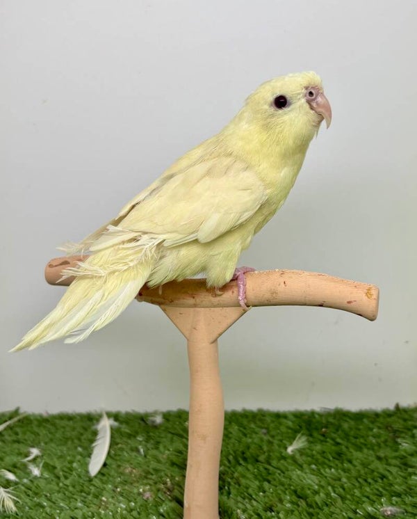 Touies Catherine ( Bolborhynchus lineola ) Couple reproducteur.