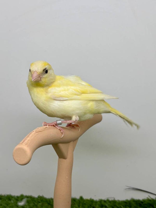 Canaris femelle**