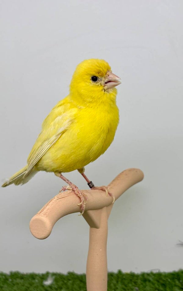 Canaris femelle** (22016)