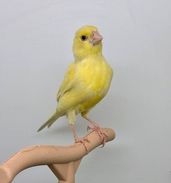 Canaris femelle**