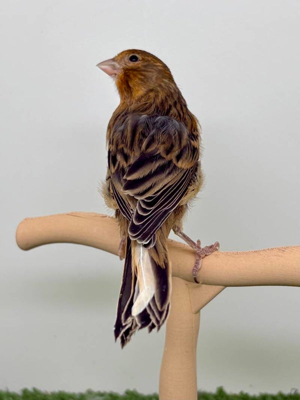 Canaris femelle**