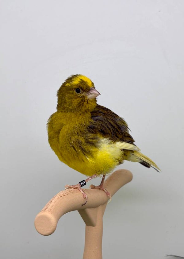 Canaris mâle** (25047)