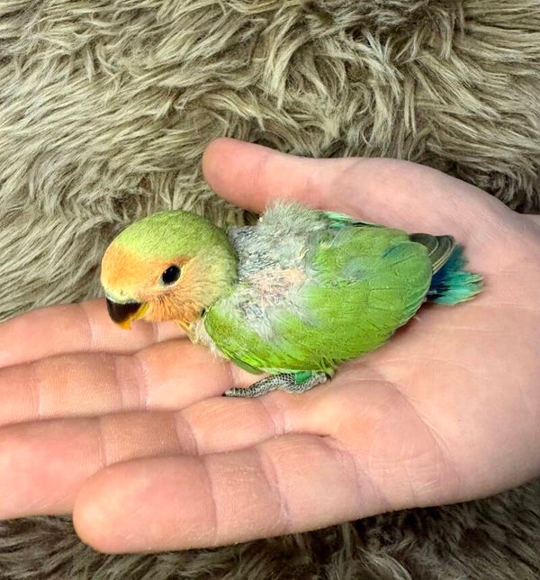 Inséparable roseicollis (V4)