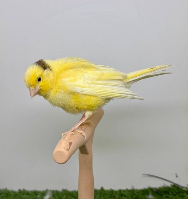 Canaris mâle**